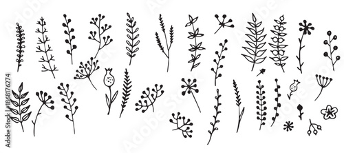 hand drawn flower doodle vector botanical illustration 