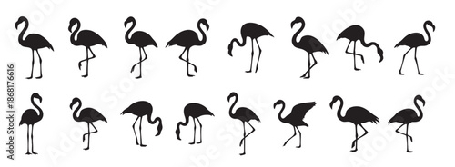 Set of Black silhouette of flamingos walking in various poses, isolated on white background. concept of wildlife, tropical bird, flamingo, icon, logo, design element, exotic animal
