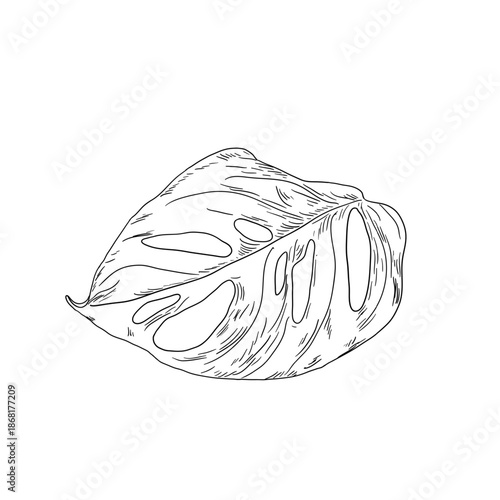 Monstera leaf, black and white sketch. Vector illustration. Tropical tree leaves, isolated on a white background. Green lush wildlife plants and fresh jungle foliage.