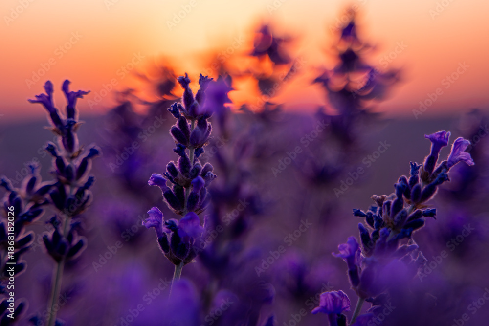 Φωτογραφία Lavender field sunset, vibrant purple flowers blooming in a tranquil natural lan
