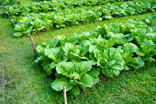 Mustard greens in a garden bed, naturally grown and exposed to gentle sunlight. These vegetables are a rich source of vitamins A, C and K.	