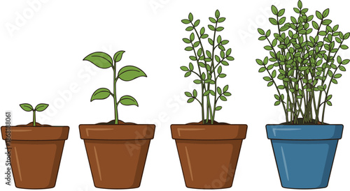 Plant Growth Stages Illustration Set with Seedlings and Mature Potted Plants Showing Botanical Development Flat Style