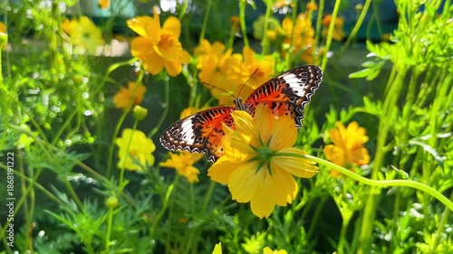 leopard lacewing butterfly cethosia biblis on yellow cosmos flowers in a sunny garden