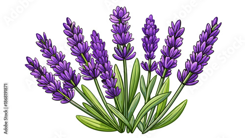 Very beautiful lavender Lavandula isolated on a white background, showcasing refined purple blooms and slender stems, perfect for botanical design, herbal themes, and elegant natural compositions.