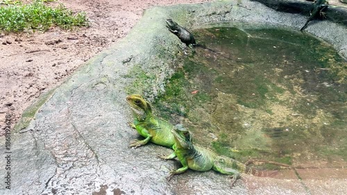 chinese water dragons physignathus cocincinus in natural habitat, two green lizards and one dark lizard resting on wet rocks near water