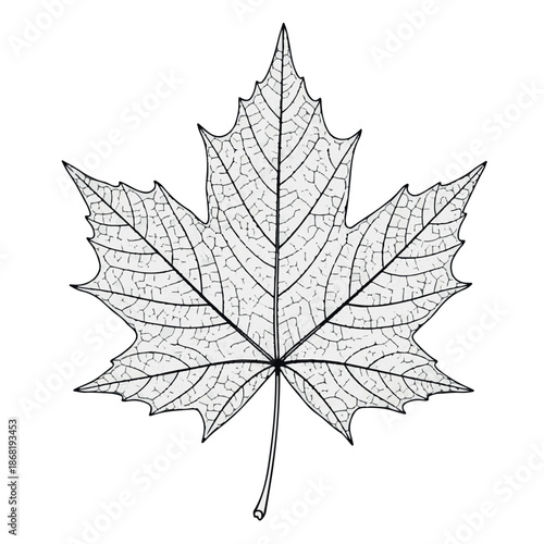 Black and white detailed illustration of a maple leaf skeleton veins