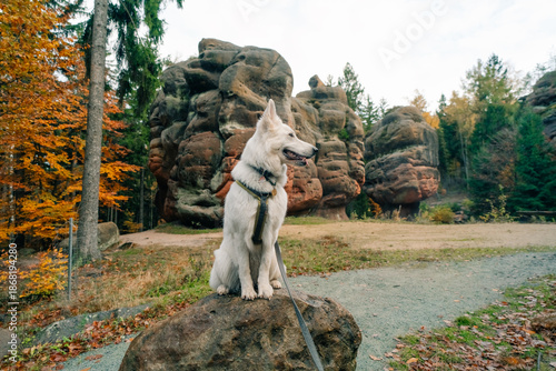 Canvas Print Swiss Shepherd Dog in the Zittau Mountains Kelchstein, Germany