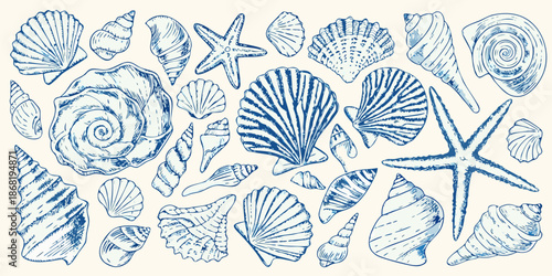 A vintage blue sketch illustration featuring various types of seashells and starfish