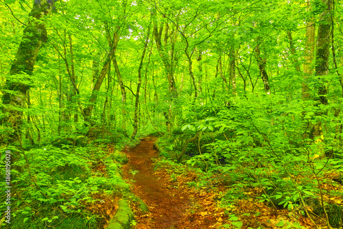 日本の新緑のブナ林の中の遊歩道
