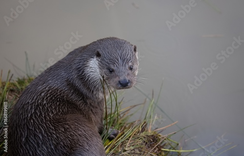 Otter ruht sich am Ufer aus