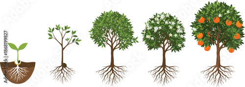 Citrus Tree Growth Stages Illustration Set Showing Root Development from Seedling to Fruiting Plant in Soil Flat Style