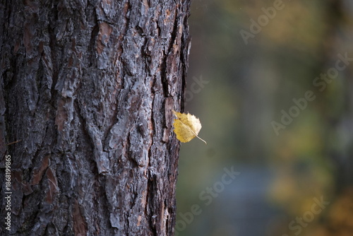 kleines Blatt hängt an der Baumrinde
