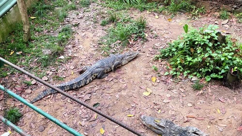 group of large crocodiles resting on the ground among plants, wildlife