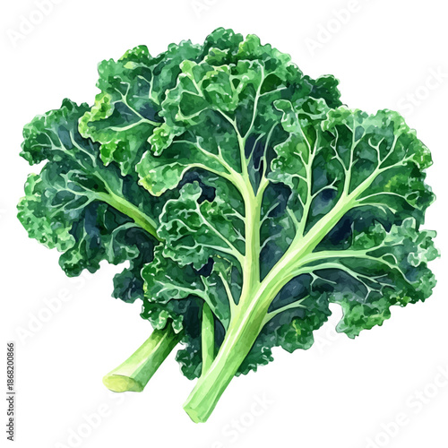 Watercolor illustration painting of Kale, minimal, isolated on a white background.