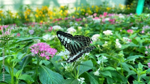 Parthenos sylvia butterfly Blue Clipper collecting pollen from a white flower in a vibrant garden, close-up shot