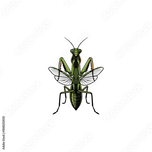 praying mantis vector illustration with white background