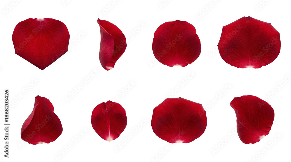 Fototapeta premium Red rose petal set including curved, flat, folded, and heart shaped petals isolated. Romantic floral collection for wedding and valentines day decor.