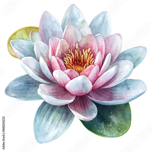 Watercolor illustration painting of Water Lily Flower, minimal, isolated on a white background.
