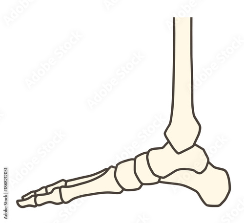 足の骨格、足関節の内側