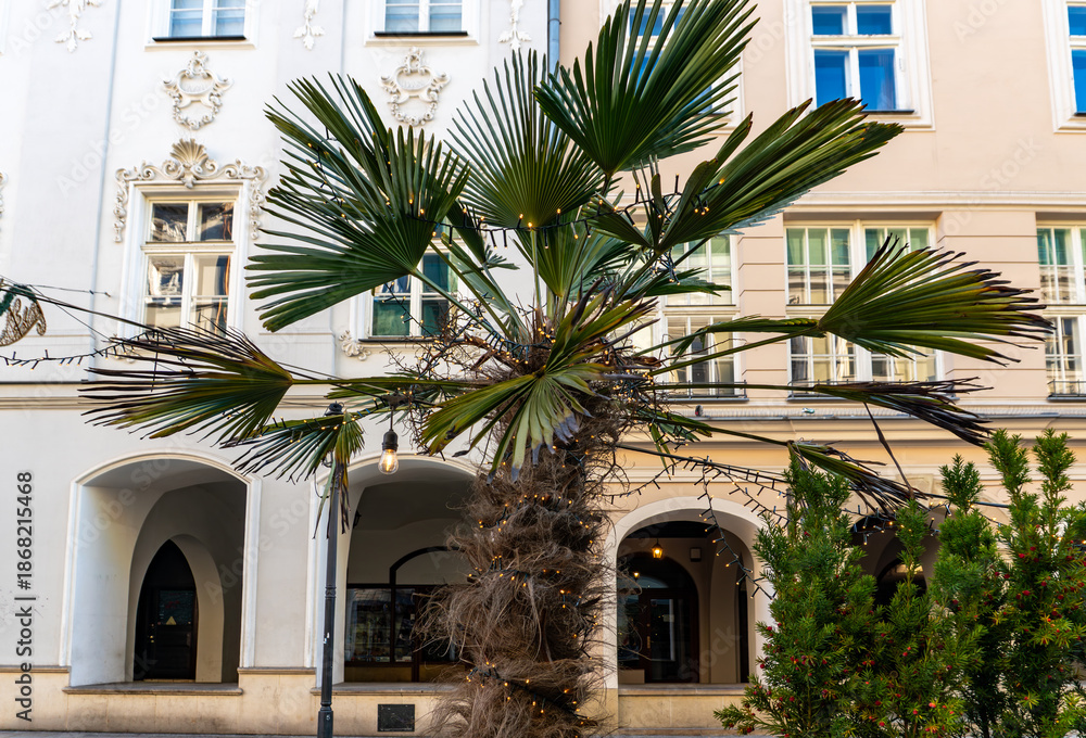 Fototapeta premium Hardy palm Trachycarpus fortunei decorated with festive lights against historic townhouses in city center during winter