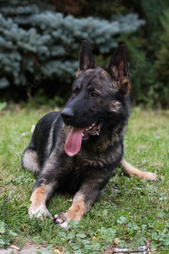 Wallpaper Mural The picture shows a German Shepherd Dog (GSD). Torontodigital.ca