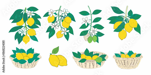 Illustrative lemon branches blossoms and fruit arrangements in a botanical style
