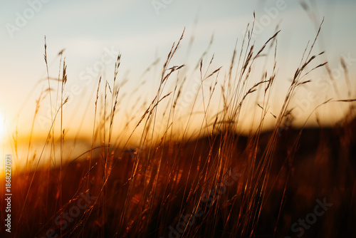 Golden hour sunset over the sea with reeds in selective focus in the foreground
