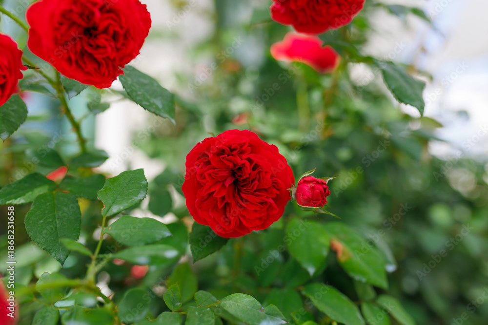 Obraz premium Beautiful rose with a blurred bokeh background. Romantic atmosphere for lovers.