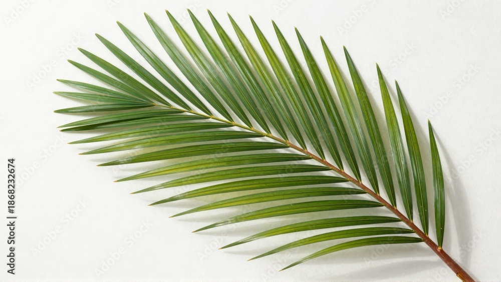 Obraz premium Palm leaf on white background