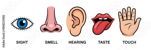 Simple Line Illustrating Five Human Senses with Eye Nose Ear Tongue and Hand sight smell hearing taste