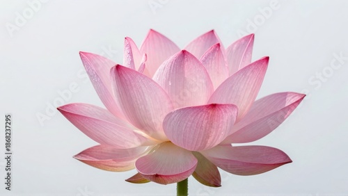 Pink lotus flower with dew