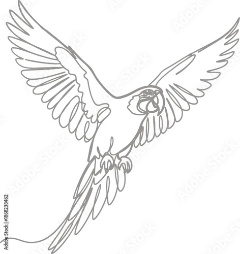 Bird in flight with outstretched wings