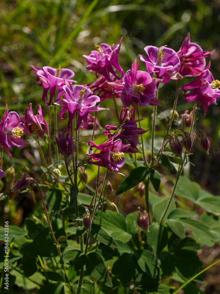Fototapeta premium Columbine , or Aquilegia ( Latin- Aquilegia ) is a genus of herbaceous perennial plants of the Buttercup family ( Ranunculaceae )
