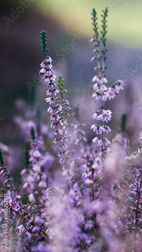 Wallpaper Mural Vue rapprochée de bruyères et de fougères sauvages Torontodigital.ca