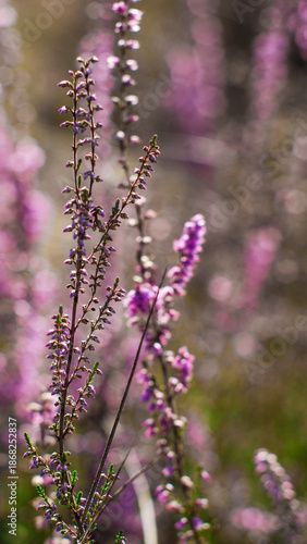 Wallpaper Mural Vue rapprochée de bruyères et de fougères sauvages Torontodigital.ca