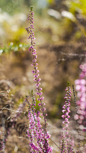 Wallpaper Mural Vue rapprochée de bruyères et de fougères sauvages Torontodigital.ca