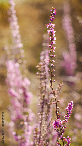 Wallpaper Mural Vue rapprochée de bruyères et de fougères sauvages Torontodigital.ca