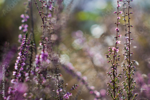 Wallpaper Mural Vue rapprochée de bruyères et de fougères sauvages Torontodigital.ca