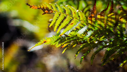 Wallpaper Mural Vue rapprochée de bruyères et de fougères sauvages Torontodigital.ca