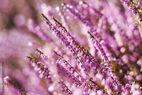 Wallpaper Mural Vue rapprochée de bruyères et de fougères sauvages Torontodigital.ca