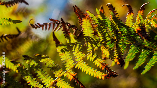 Wallpaper Mural Vue rapprochée de bruyères et de fougères sauvages Torontodigital.ca