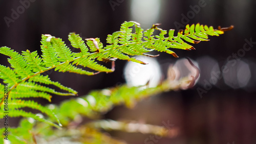 Wallpaper Mural Vue rapprochée de bruyères et de fougères sauvages Torontodigital.ca