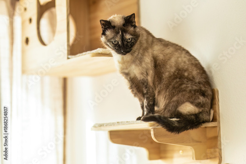 Принти на полотні Indoor cat sitting on a wooden wall playground designed for climbing and enrichm