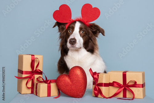 Adorable happy border collie dog holding present bag with red roses and heart as gift for valentines day or birthday with copy space