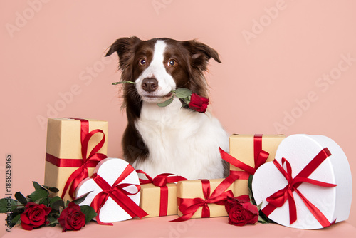 Adorable border collie dog sitting with present surrounding with red ribbon heart shaped box and roses happy and romantic for valentines day with copy space