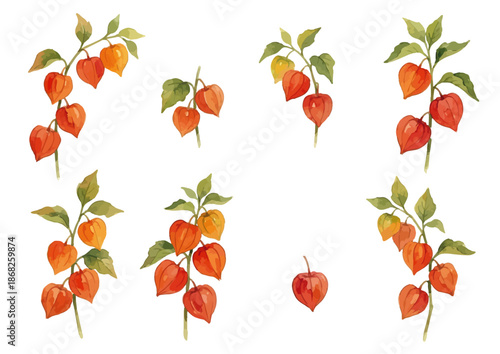 Watercolor-style Hozuki illustration／鬼灯