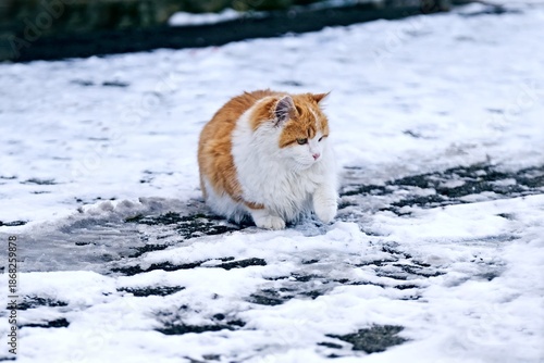 Young longhair Cat walking on snow during winter. Horizontal image. 