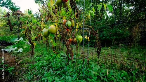 Wallpaper Mural Rising camera revealing few last Roma or plum tomatoes in variety of maturing states still hanging from withering or dying or yellowing plants while growing in late autumn Torontodigital.ca