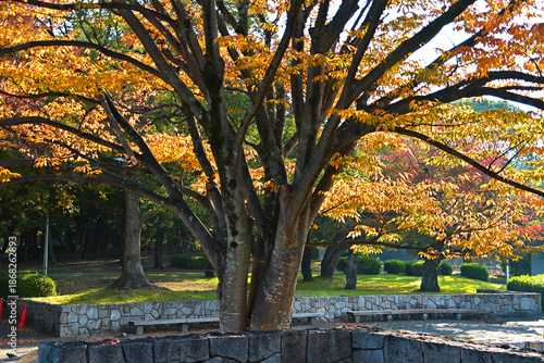 葉っぱが綺麗に黄葉したケヤキの大木がある公園の風景