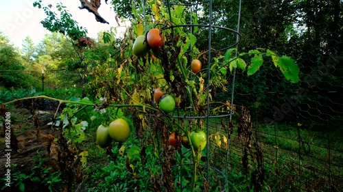 Wallpaper Mural Few last Roma or plum tomatoes in variety of maturing states still hanging from withering or dying or yellowing plants while growing in late autumn Torontodigital.ca